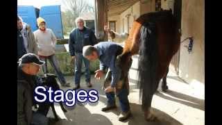 preview picture of video 'Présentation des Ecuries de la Charriere, endurance et loisir, élevage.'