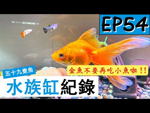 天鵝魚兇