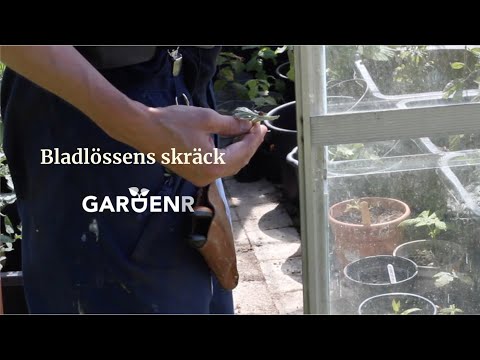 Nyckelpigan käkar bladlöss - Trädgårdshacks med GardenR