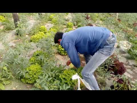 Familia Macovei-Podoleni Neamt