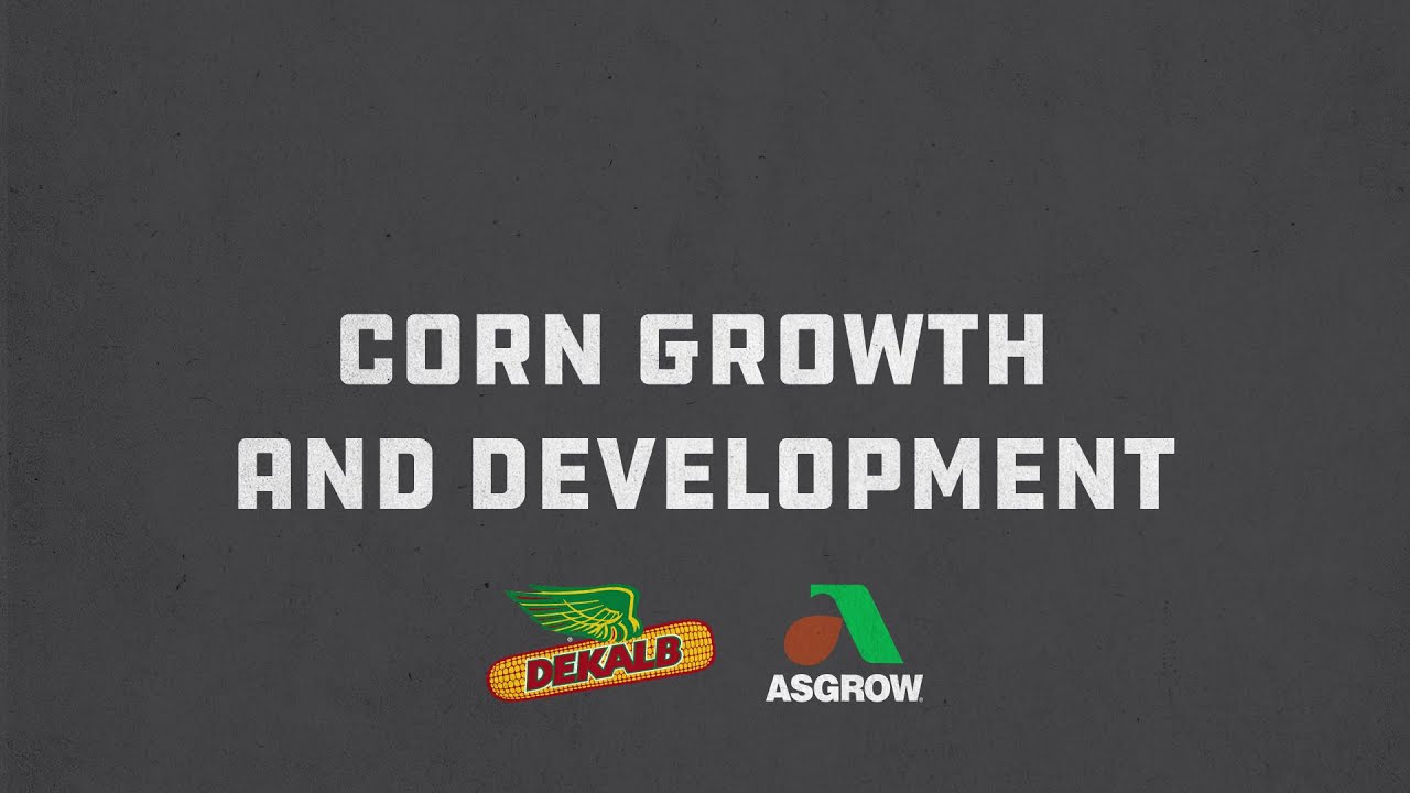 Determining Corn Growth Stages