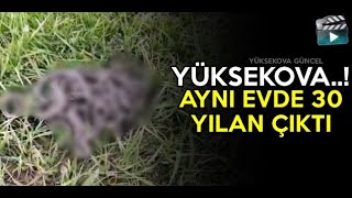 Yüksekova..! Aynı Evden 30 Yılan Çıktı