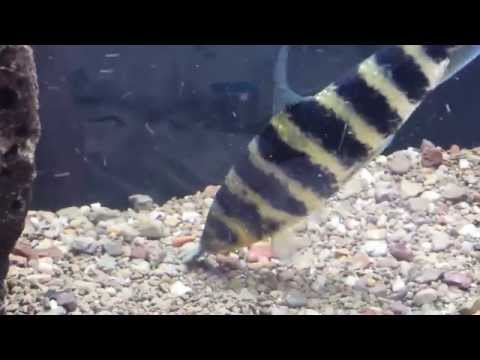Black Banded Leporinus Feeding