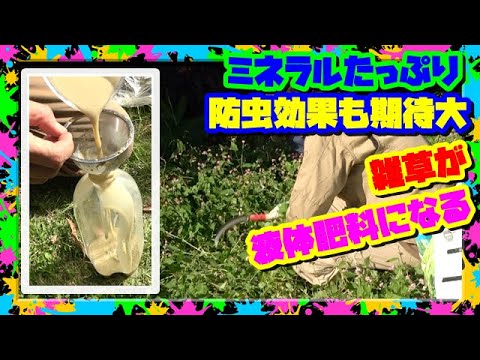 イラクサ肥料の作り方：無害な天然肥料から恩恵を受けるレシピは何ですか？  庭園