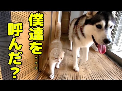 ハスキー犬の名前