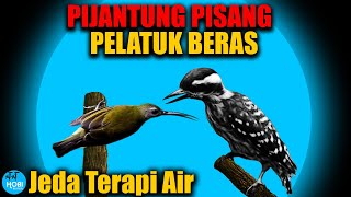 Download lagu MASTER PIJANTUNG PISANG vs PELATUK BERAS Jeda Terapi Air AMPUH mp3 Download lagu MASTER PIJANTUNG PISANG vs PELATUK BERAS Jeda Terapi Air AMPUH mp3