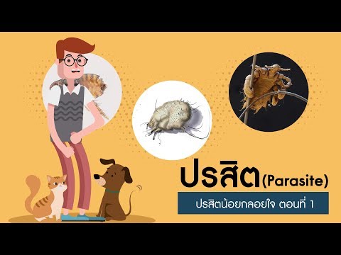 ผู้ชายที่มีสมาชิกหนุ่มของภาพถ่าย ไก่หนามากใน Picea ขนาดเล็ก
