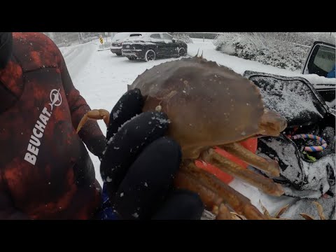 Diving for crabs in West Vancouver during a snow storm