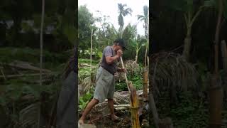 Mahirap pala mag hukay ng puno ng kawayan.