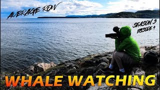 Tadoussac Quebec Whale Watching