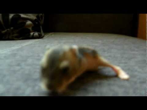 jedenasto dniowy chomik otwiera oczka HD