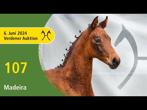Verden Auction Online - Foals - June, 6th - No.  107 Madeira by McLaren - Rubinero