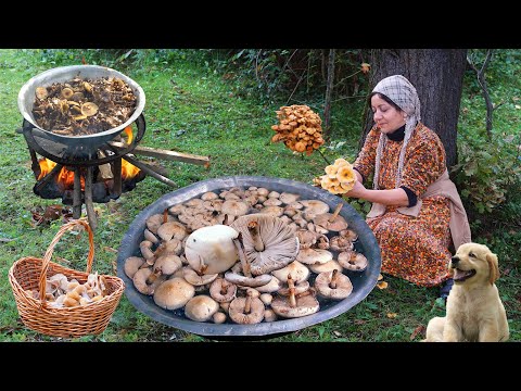 Große Wildpilze aus den Bergen pflücken | Waldpilzrezepte, die Fleisch imitieren