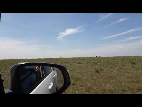 Cavalos selvagens na Amazônia roraimense.