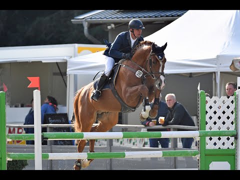 CELLISTO AR - 7j. gekörter Hengst v. Cellestial - Levisto