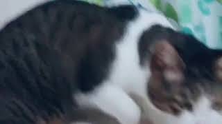 【今日のゴハン捕まえたニャ♪】