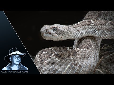 Rattlesnake Attacks Wild Pigs 01