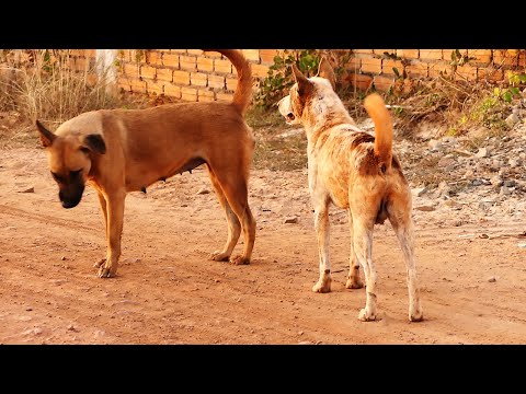 No success for Chocolate to get Viva love || # 427 Nature Show