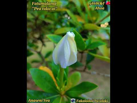 Pea tuku ai - Fatumalama (Paroles/Lyrics)