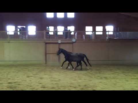 DIVA DELUXE Stutfohlen von DON MARTILLO aus der Fortitude (Jazz x Negro) x Hochadel x Matcho AA