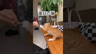 面白い猫😆#にゃんこ #子猫 #猫との暮らし #ペット動画 #癒し動物 #もふもふ猫 #かわいい猫