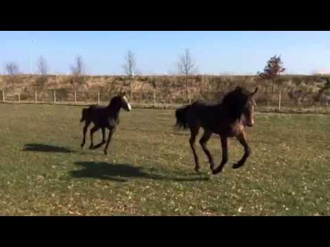 Kashmir v. F-One USA en Kannon Ball v. Arezzo