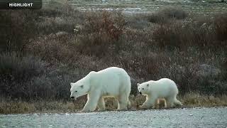 Tundra Buggy Lodge South - Polar Bears International | Highlights 2023