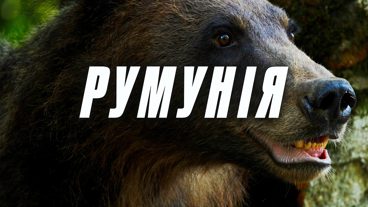 Румунія, ведмеді, Трансфегераш — 2000 км через Карпати