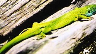 The kids Lou Reed cover