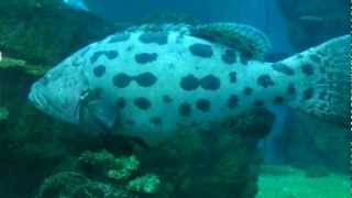 preview picture of video '2012年7月29日 台東小丑魚主題館深海魚缸 TaiTung Anemonefish Aquarium Deep Sea Fishes'