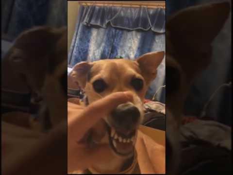 Dog Talking - Scary Version (LALALALA LALALA)