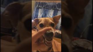 Dog Talking - Scary Version (LALALALA LALALA)