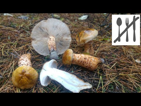 Fire Goose (Tricholoma focale) Jaworzno