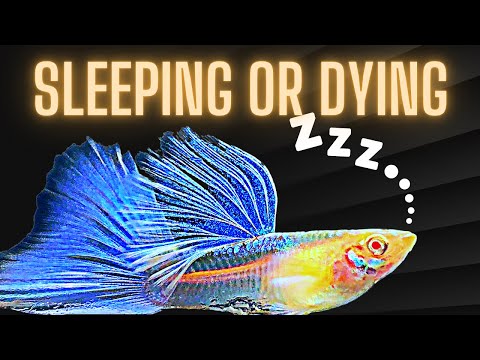 Guppy Fish Care – Is my Guppy Sleeping or Dying ?