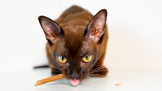Burmese Cat Personality Traits 😻🐱 24