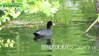 野鳥の身近な暮らし 居残りオオバン 2025 07 18