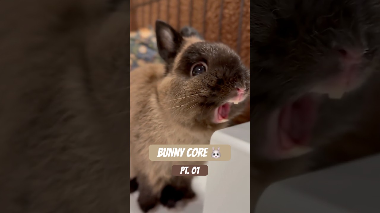 Bunny Core 🐰 | The Cutest Chaos You’ll See Today 😂