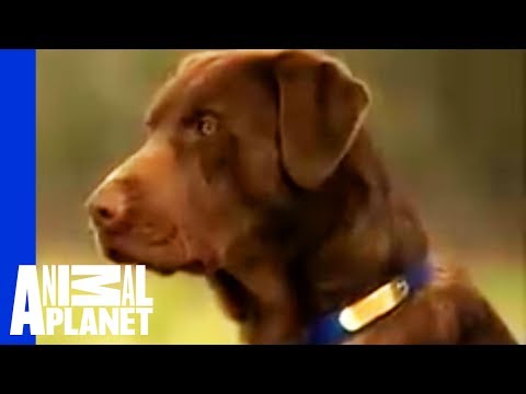 Vakvezető kutyák világnapja jótékonysággal megspékelve - Szabó Optika