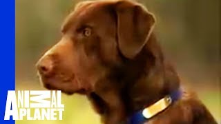 Labrador Retriever | Dogs 101