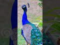 What If Only Male Peacocks Have A Tail 5 Interesting Facts About Peacocks Shorts