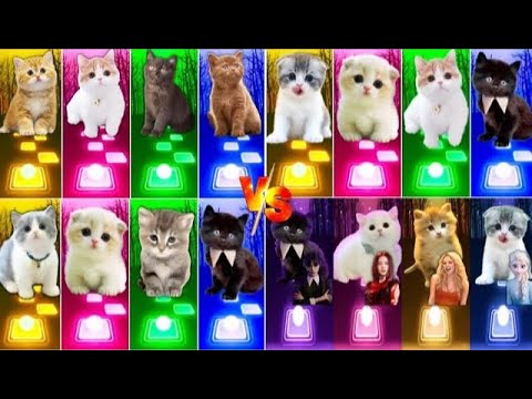 📹 ALL CUTE CATS PT.5 - IMAGINE DRAGONS ENEMY - JISOO FLOWER   SHAKIRA WAKA WAKA - LISA MONEY