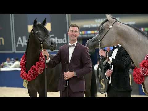 D HAYEL - Gold Champion Yearling Colt - 2023 All Nations Cup