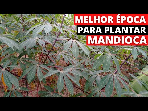 Qual é a melhor época para plantar mandioca