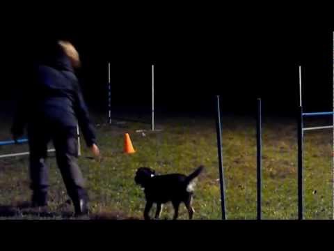 Agilitytrening 18.10.2011 - Del 2 av 2.