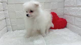 ポメラニアンの動画01