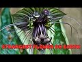 Black Bat Flower | The Most Mysterious and Exotic Plant in the World