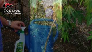 coltivava-marijuana-arrestato-insospettabile-architetto