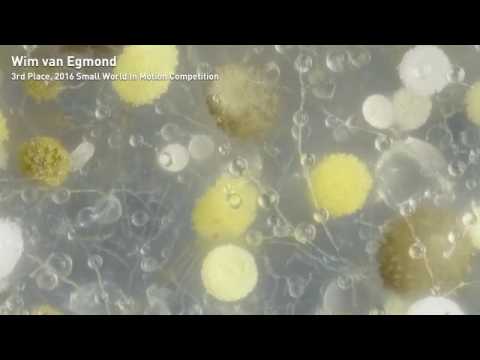 2016 Nikon Small World in Motion Competition Winners