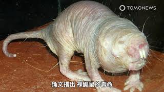 「鼴」年益壽 裸鼴鼠抗癌秘訣公開！特殊DNA修復蛋白