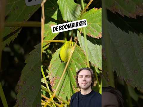 Had je al van de boomkikker gehoord? #natuur #bio #kikker #wistjedat #voorjou